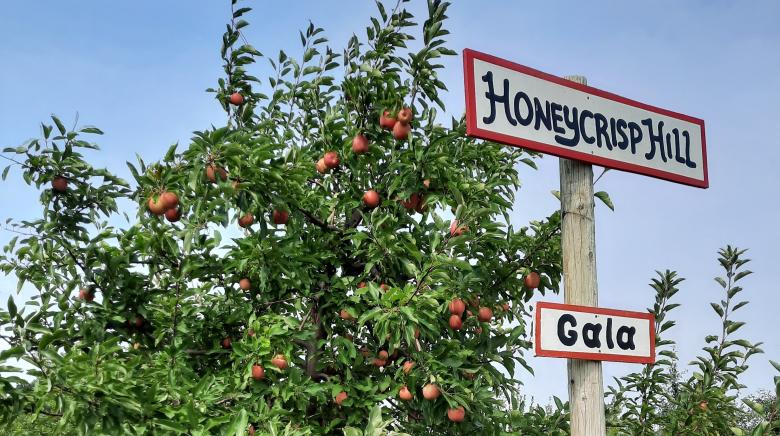 Wisconsin Apple Picking Is The Perfect Late Summer Activity For The Whole Family